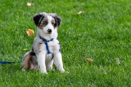 adorable-animal-canine-1322182